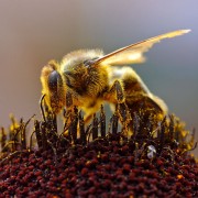 Honigbiene beim Sammeln